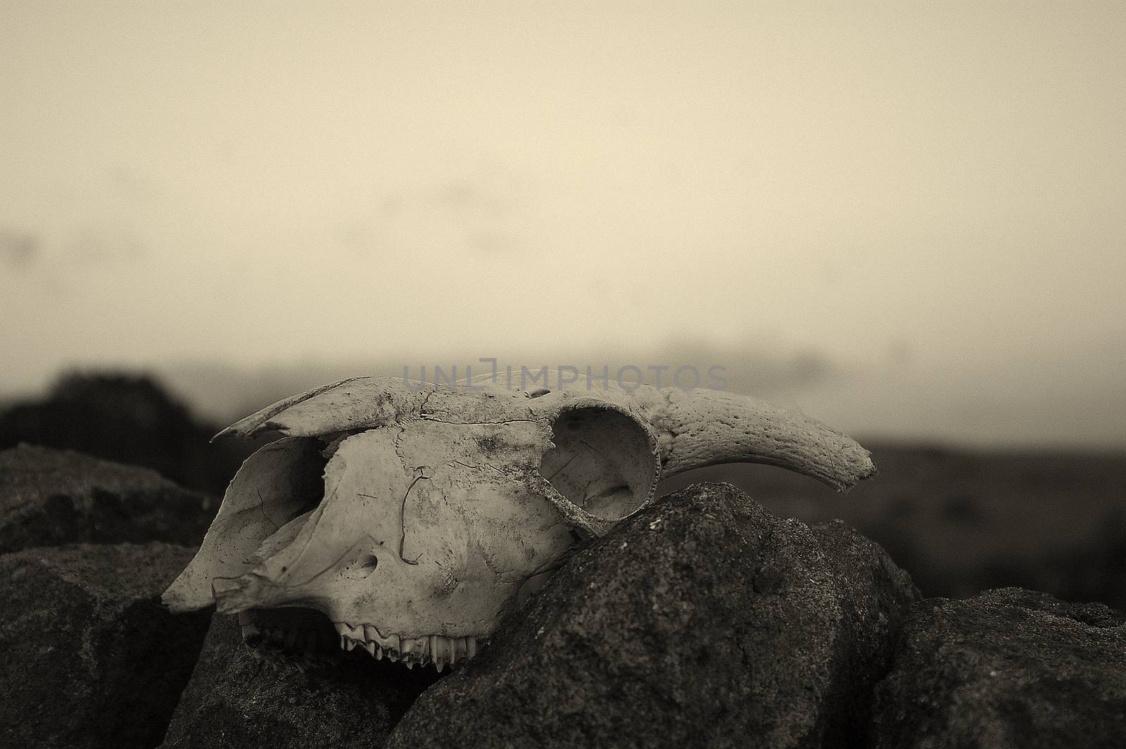 Sheep skull balanced on a dry stone wall in Lancashire