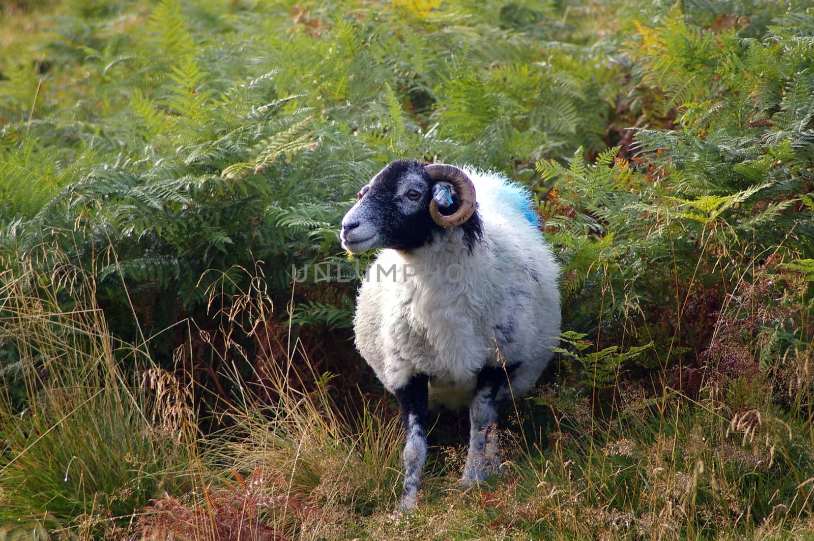 Sheep showing its preferred profile for a picture amid the ferns by the side of a road in the Yorkshire Dales