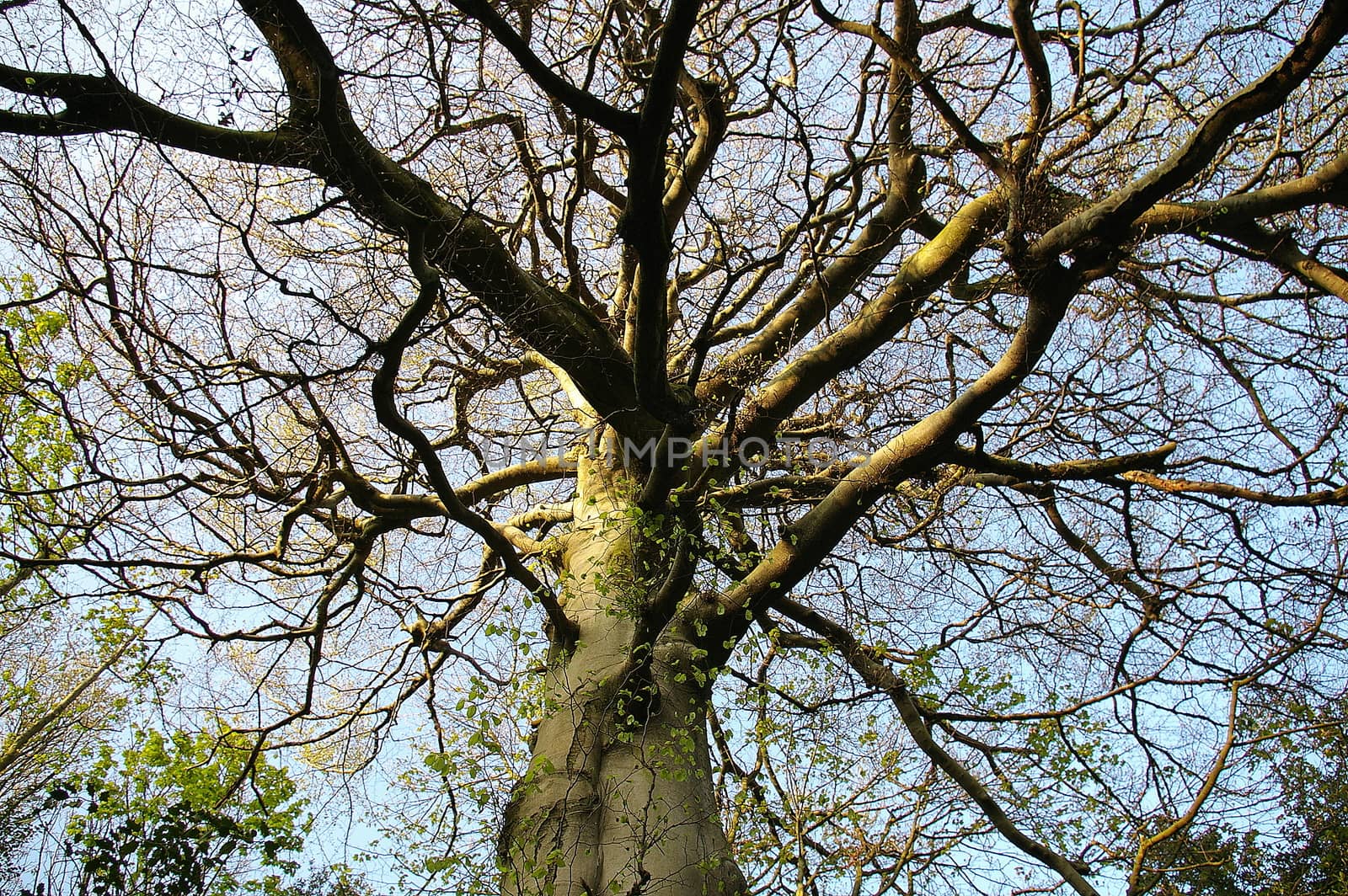 Looking up through the bare branches of a tree into the sky