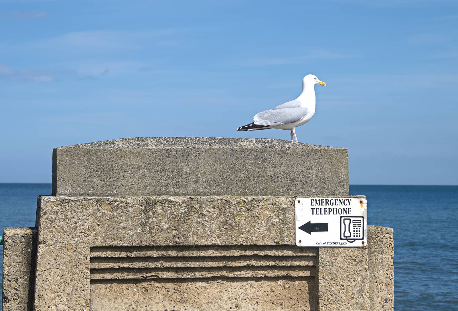 Seagull standing on concrete street furniture