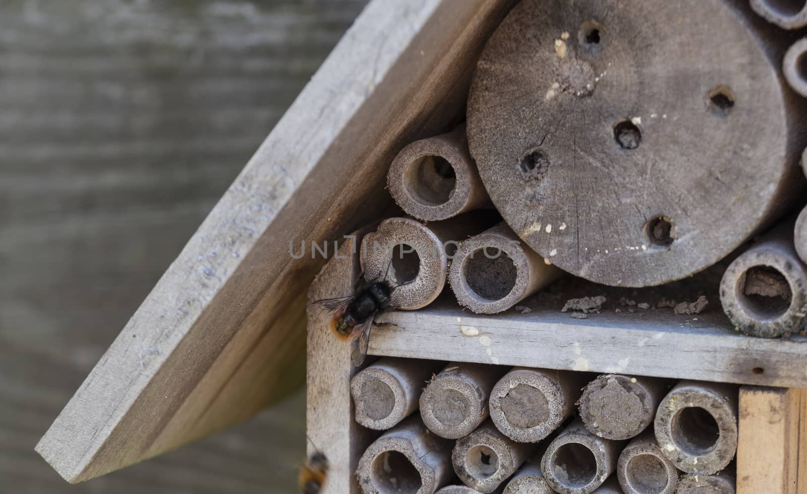 A bamboo home for solitary bees with nests made by solitair bees in a garden in holland