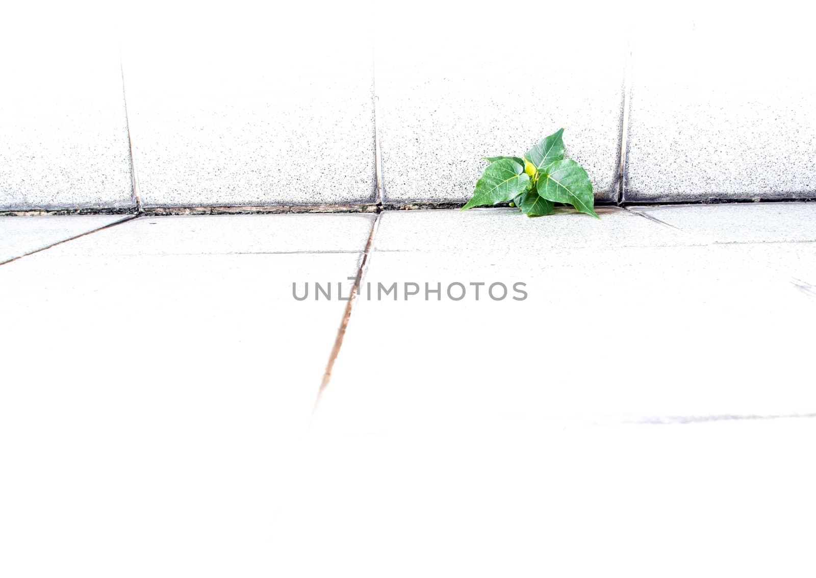 Small Banyan tree Growing up from boundaries between floor and wall of the building