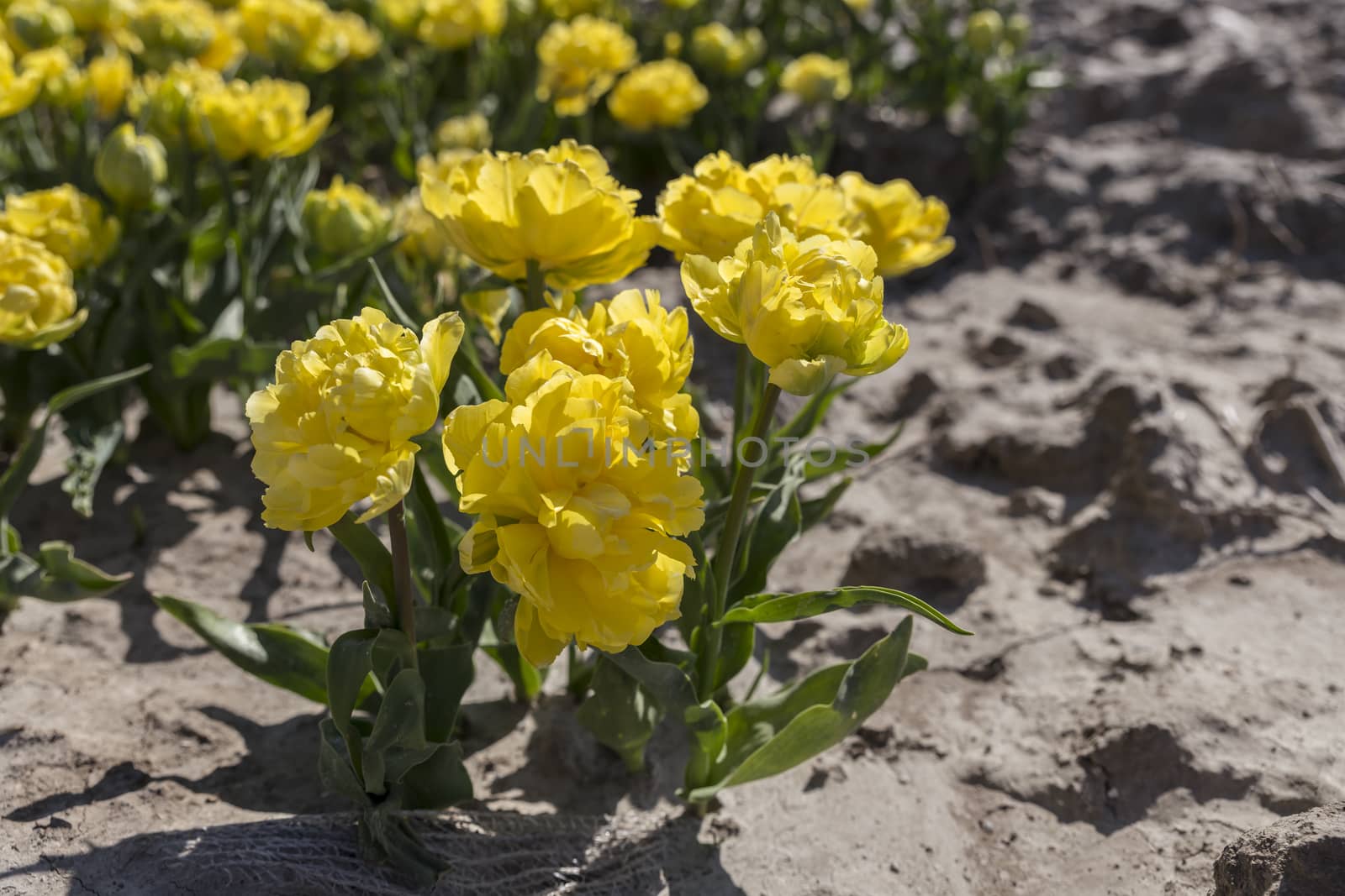 yellow tulips in front of big tulip field by compuinfoto