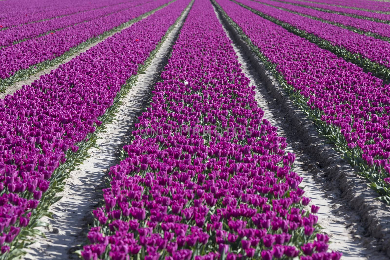 purple tulips in big flower field in holland at the keukenhof