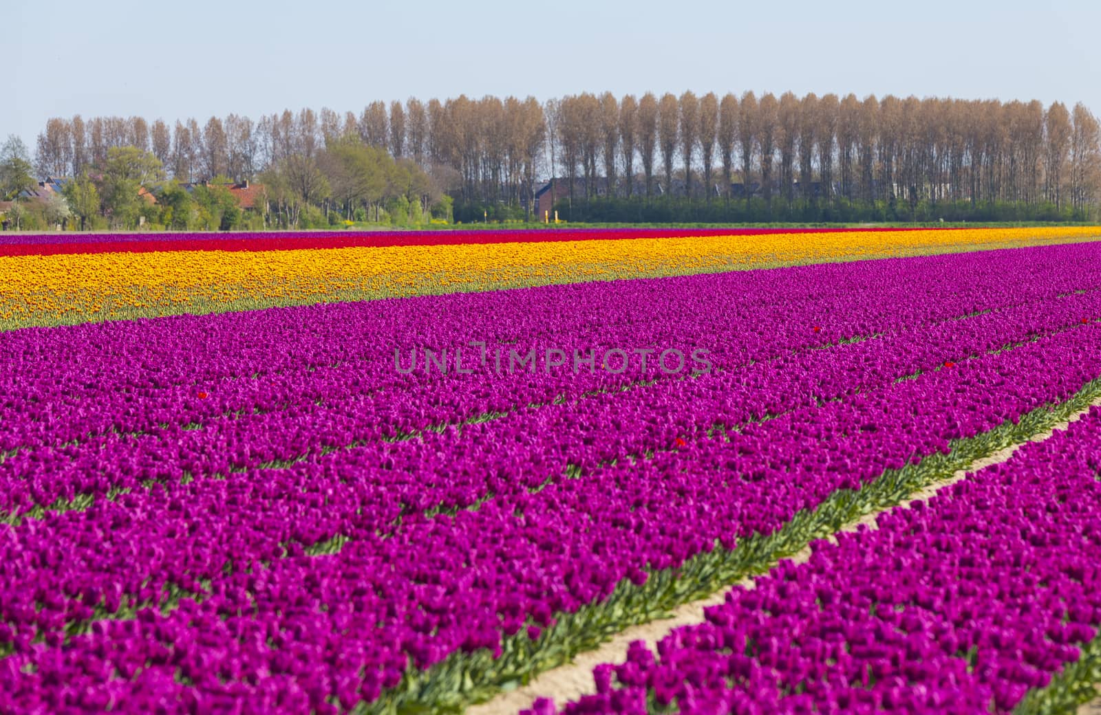 two yellow tulips in front of big yellow field in holland at the keukenhof