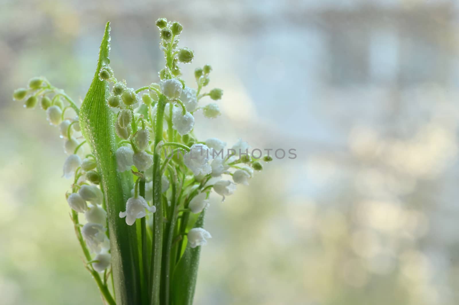 Smell Lily Of The Valley Or May-Lily With Drops by mady70