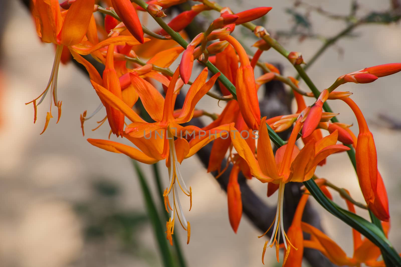 Falling Star Crocosmia aurea 6065 by kobus_peche