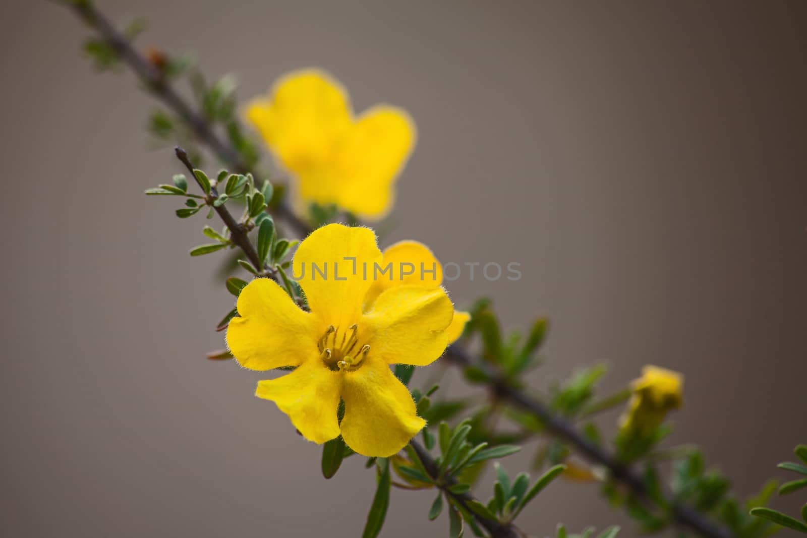 The Flowers of the Karoo Gold (Rhigozum obovatum Burch) is a drab looking spiny, multi branched shrub or small tree, but in springtime it is covered in these bright golden-yellow flowers