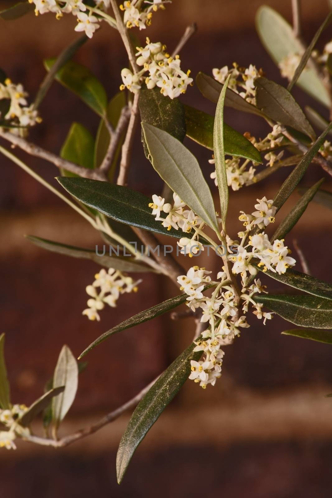 Flowers of the Olive tree (Olea europea) promises a good harvest.