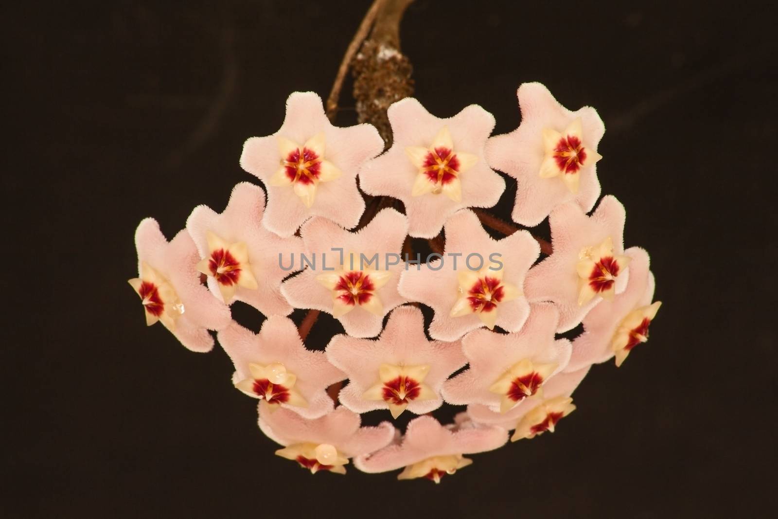 Hoya Waxplant Flower 3 by kobus_peche