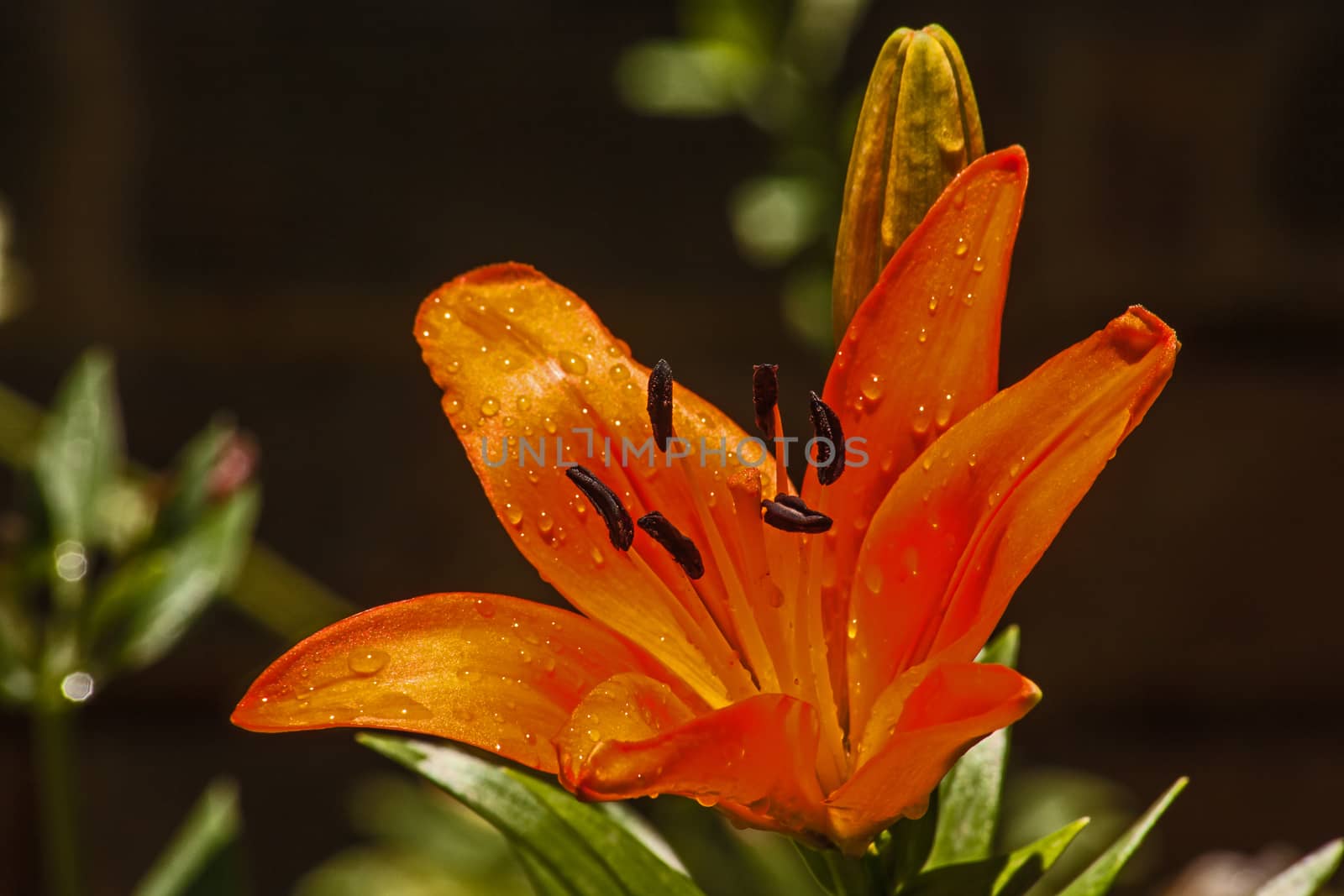 Macro image of the flower of a orange Oriental Lily.