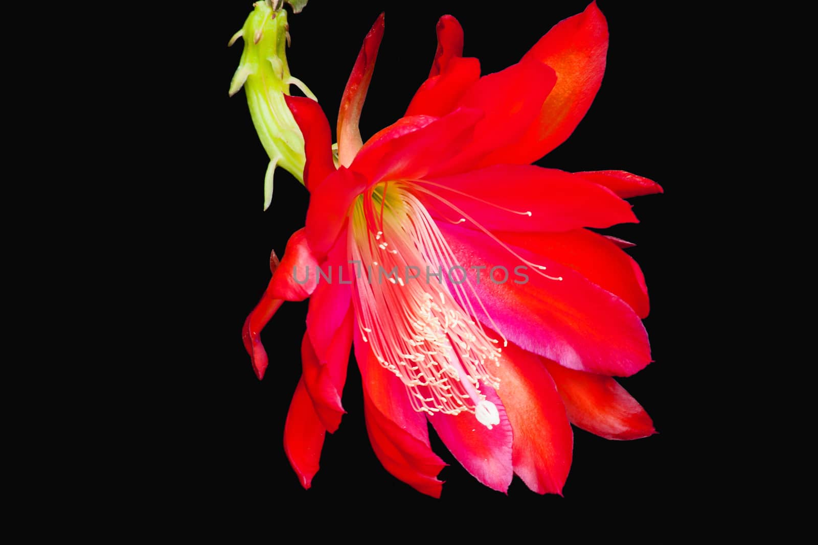 The red flower of the Schlumbergera epiphyllum cactus, Also known as the Christmas or Thanksgiving flower.