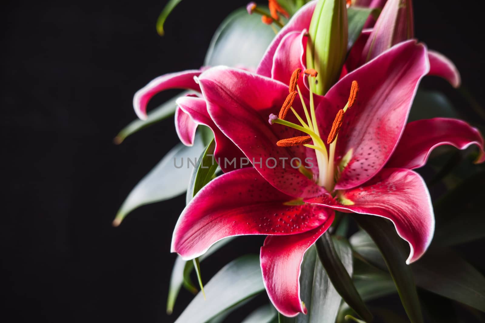 Macro image of a red Oriental Lily in flower.