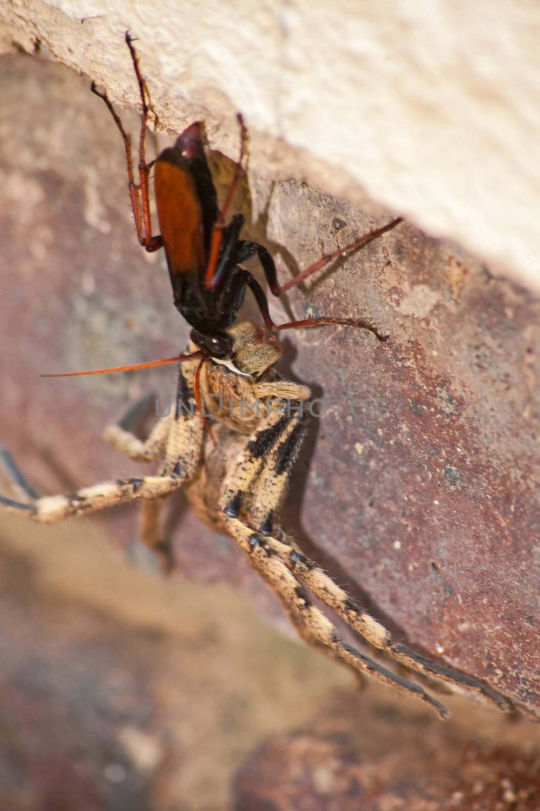 The adult wasps actually eats nectar, the female stings and paralises the spider and then drags it to her burrow. There she lays a single egg on it. Because the spider is not dead, the meat stays fresh and the larvae eat the spider alive.