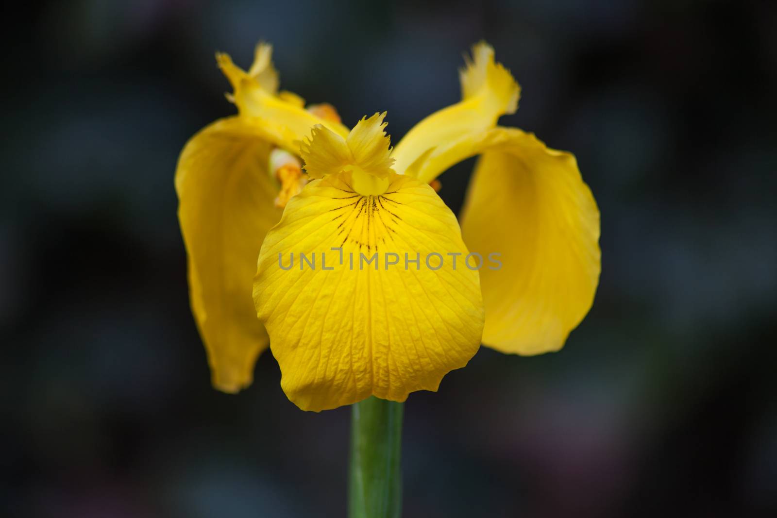 Yellow Flag Iris 10343 by kobus_peche