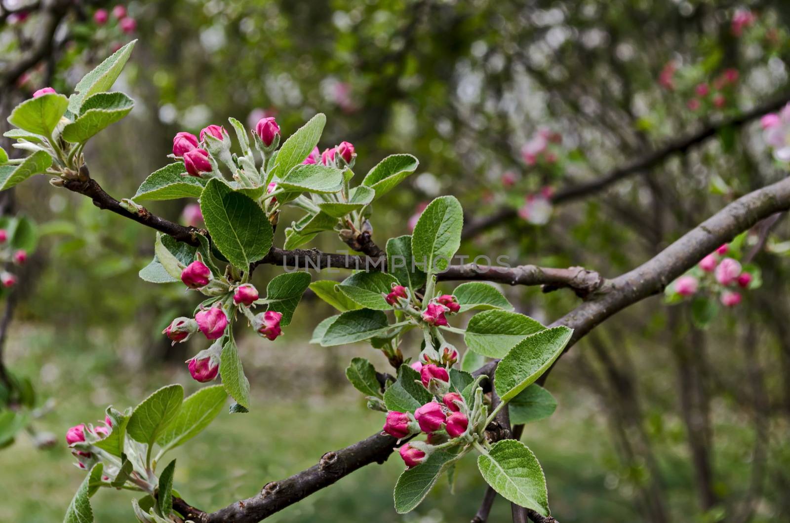 Branch with fresh bloom  of apple-tree in park, Sofia, Bulgaria