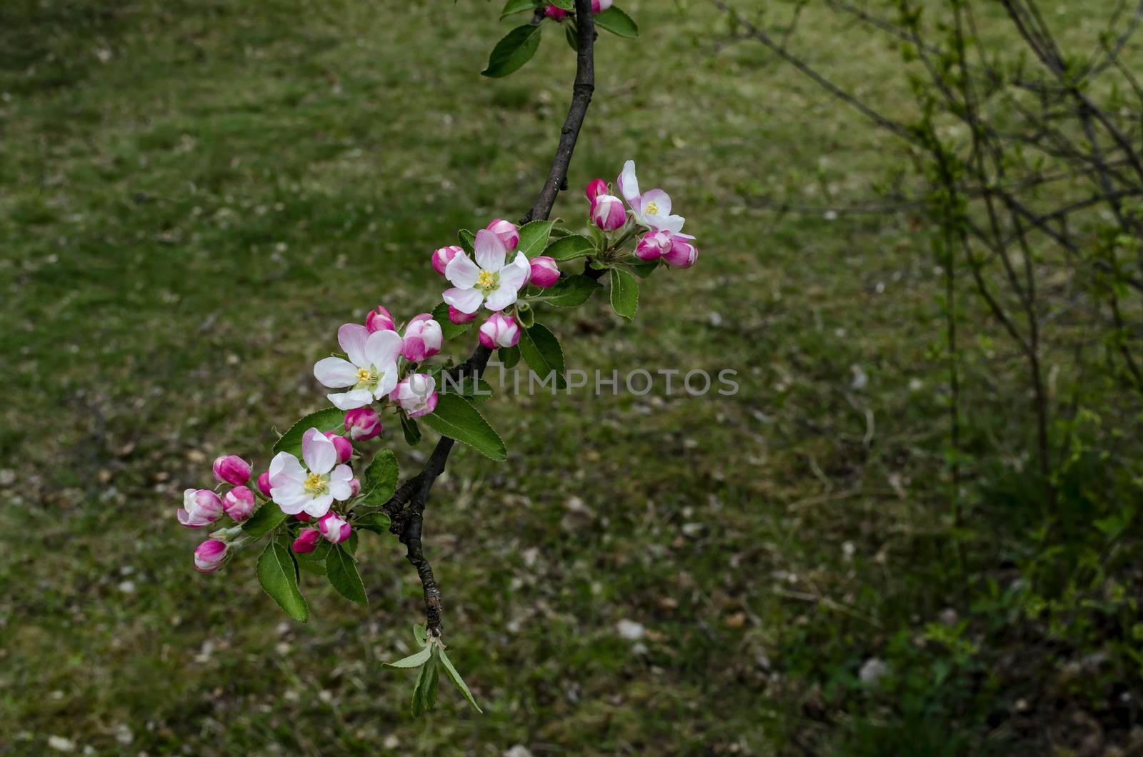 Branch with fresh bloom  of apple-tree in park, Sofia, Bulgaria