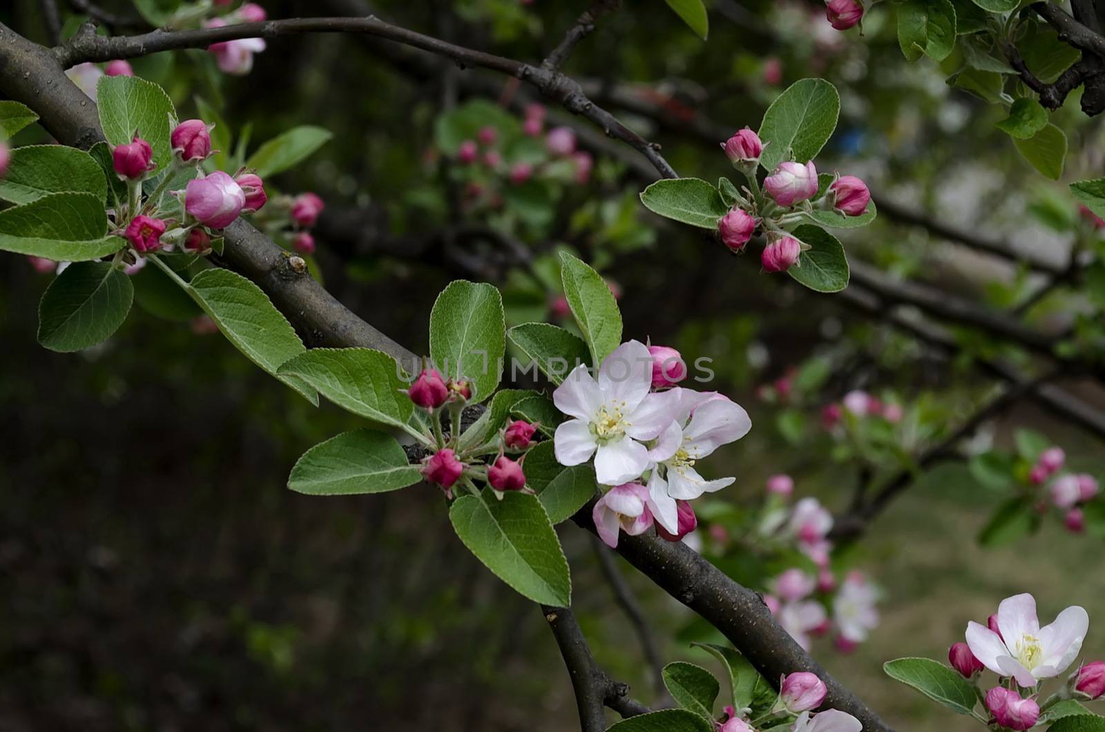 Branch with fresh bloom  of apple-tree in park, Sofia, Bulgaria