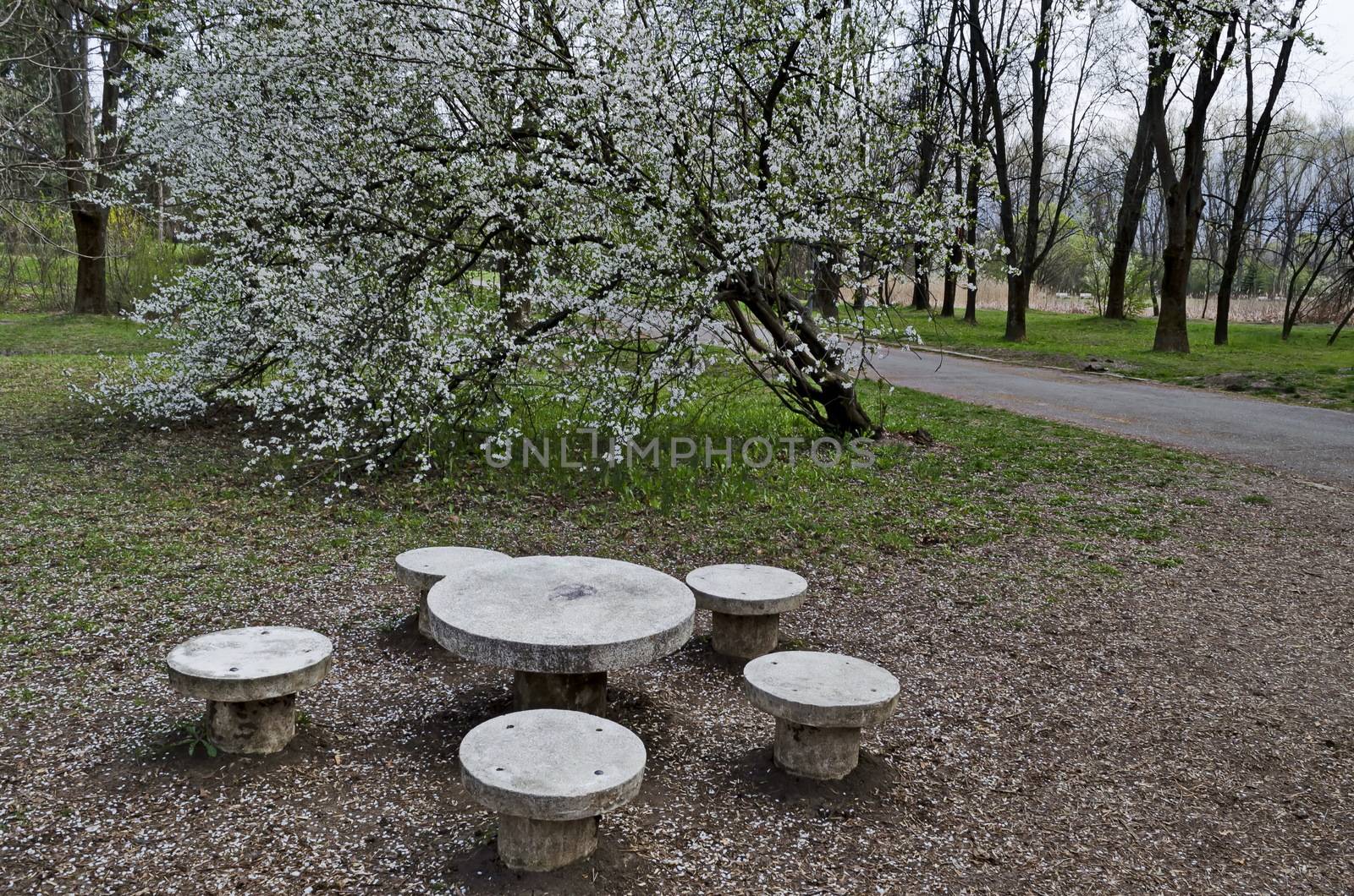 Springtime view with blooming plum-tree  or Prunus domestica and place for relax in park, Sofia, Bulgaria