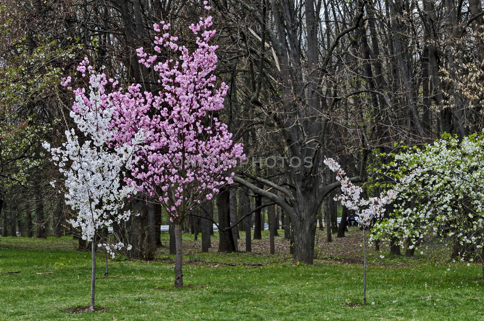 View of blossoming japanese cherry tree and plum-tree  or Prunus domestica, beautiful spring flowers for background, Sofia, Bulgaria