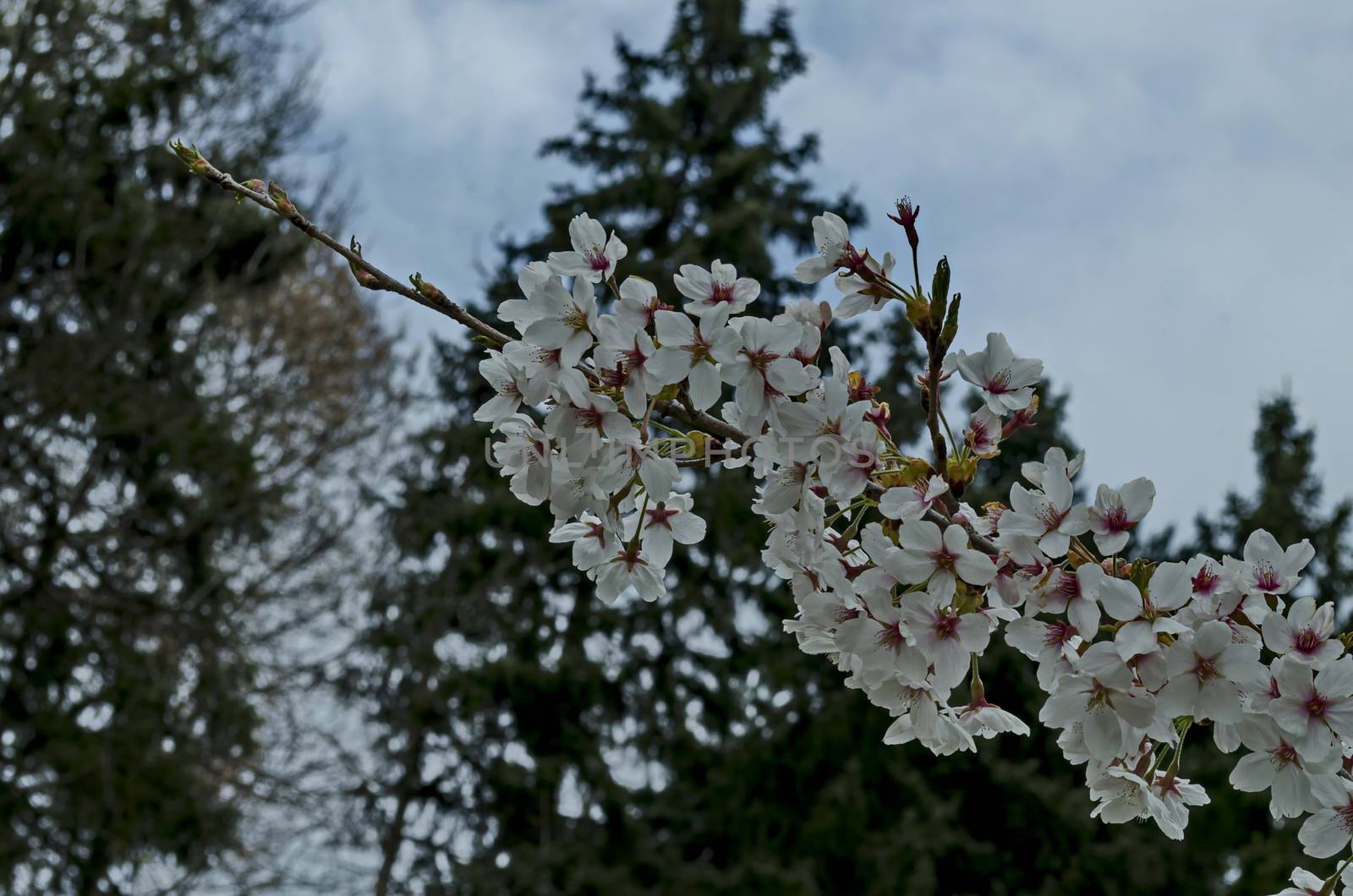 Blossoming japanese cherry branch, beautiful spring flowers for background, Sofia, Bulgaria