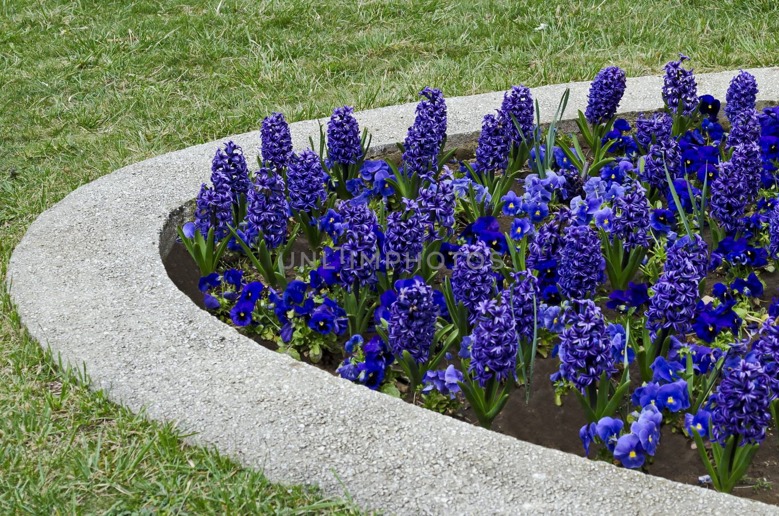 Flowering  garden  with bloom of  blue hyacinth  and pansy or Viola altaica, Sofia, Bulgaria