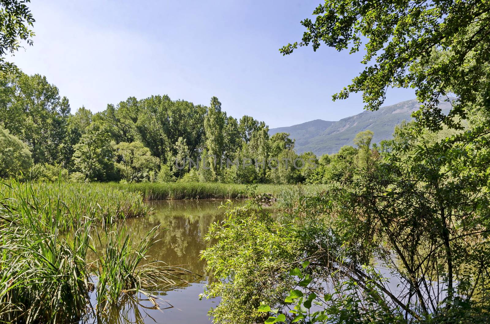 Summer green forest and reed or rush with reflection in the lake, South park, Sofia, Bulgaria