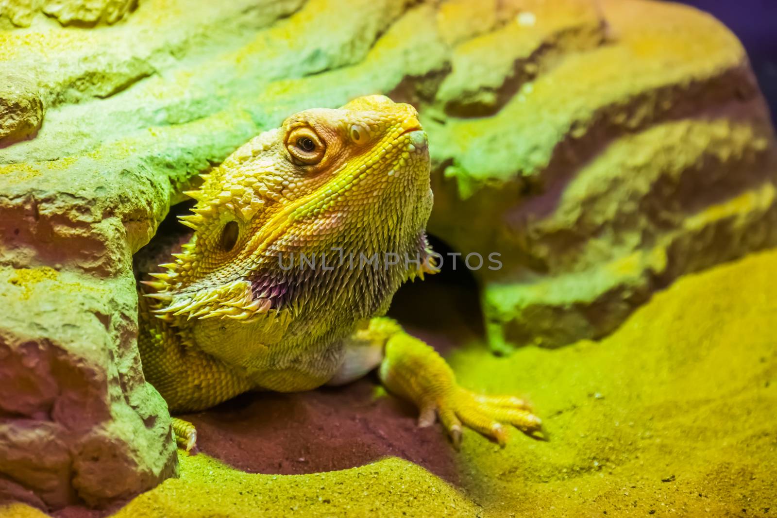 closeup portrait of a bearded dragon lizard coming out of its hideout, tropical reptile specie, popular terrarium pet in herpetoculture