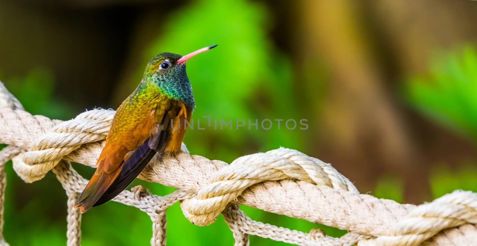 closeup portrait of an amazilia humming bird, popular and small tropical bird specie from America