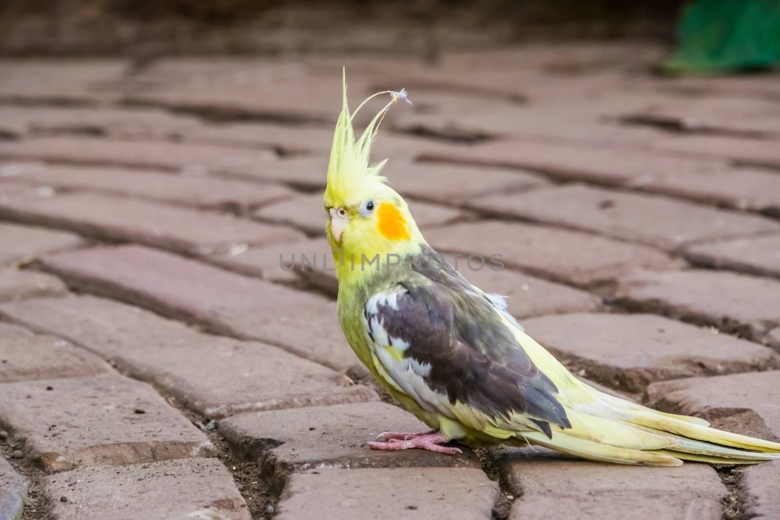 funny closeup of a cockatiel, popular pet in aviculture, tropical bird specie from Australia by charlottebleijenberg