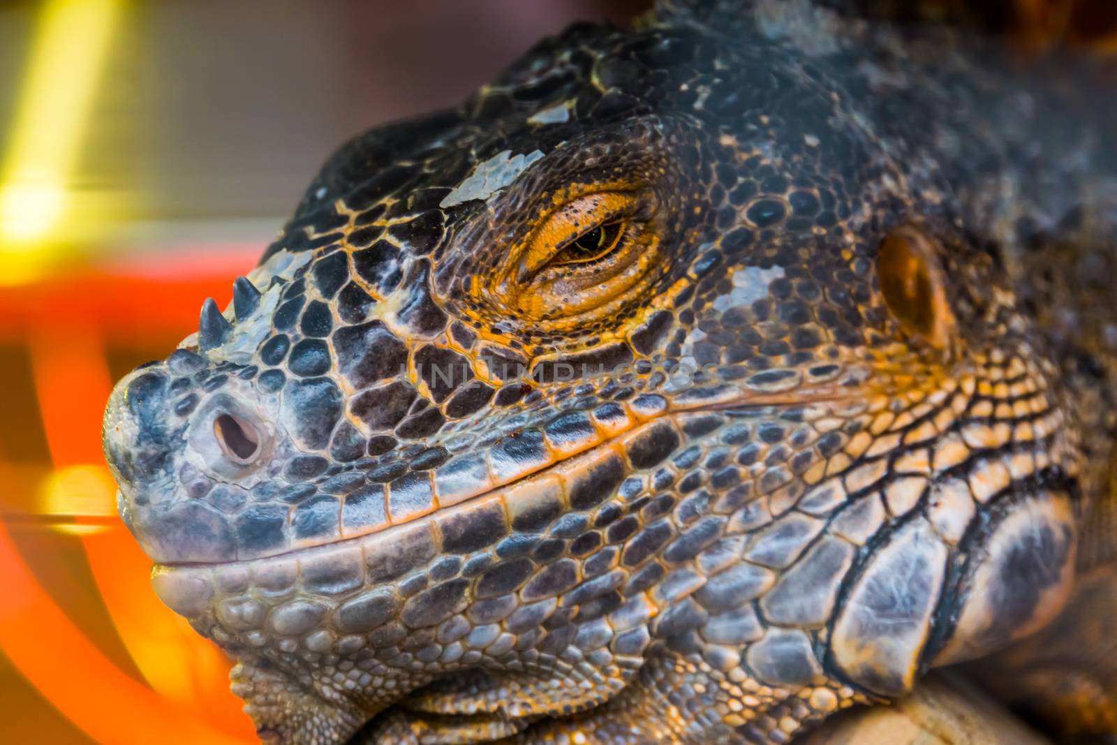 The face of a American iguana in closeup, Detailed head, tropical reptile specie from America by charlottebleijenberg