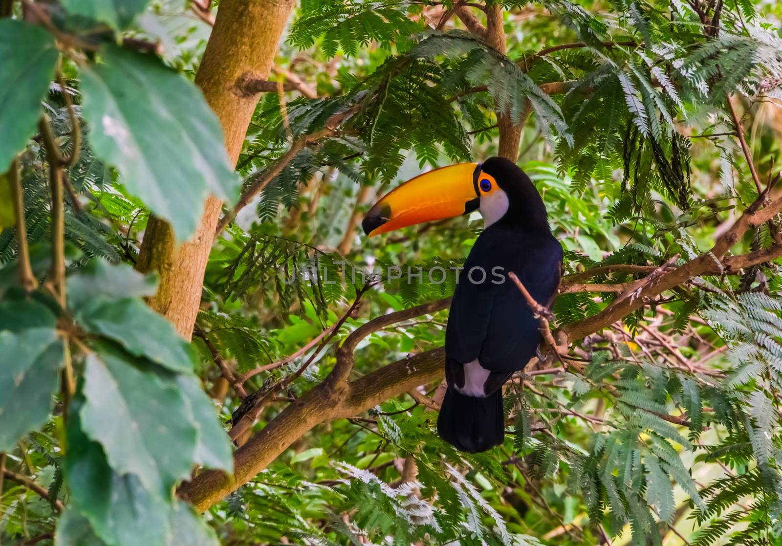 toco toucan sitting a tree, tropical bird specie from America by charlottebleijenberg