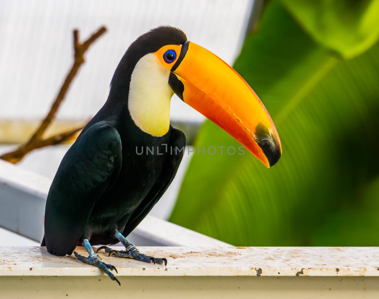 closeup of a toco toucan, popular tropical bird specie from America