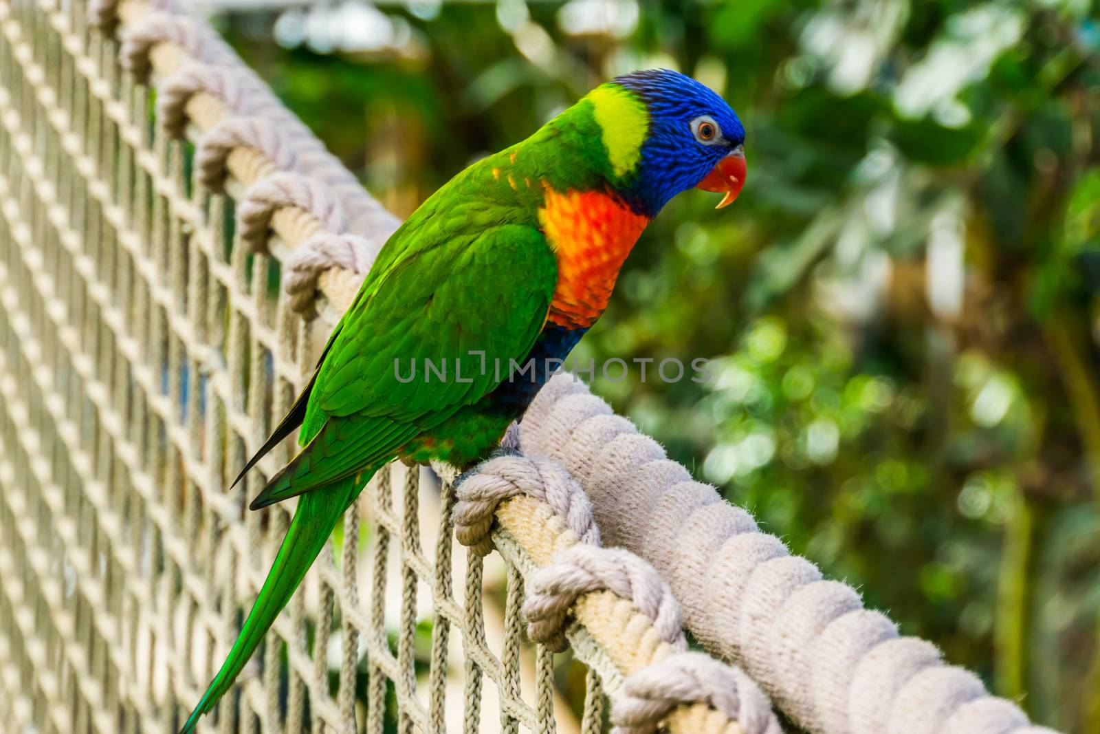 closeup of a rainbow lorikeet sitting on a rope, colorful tropical parrot specie from Australia by charlottebleijenberg