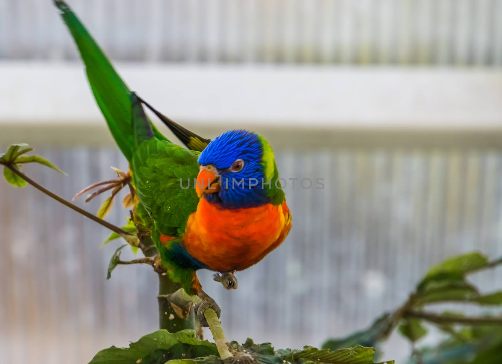 front closeup of a rainbow lorikeet in a tree, colorful tropical bird specie from australia by charlottebleijenberg