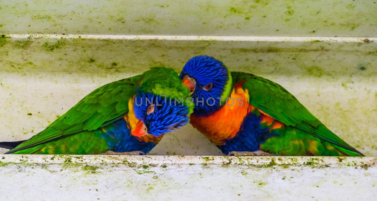 lovely rainbow parakeet couple preening each other, Typical bird behavior, Tropical animal specie from Australia