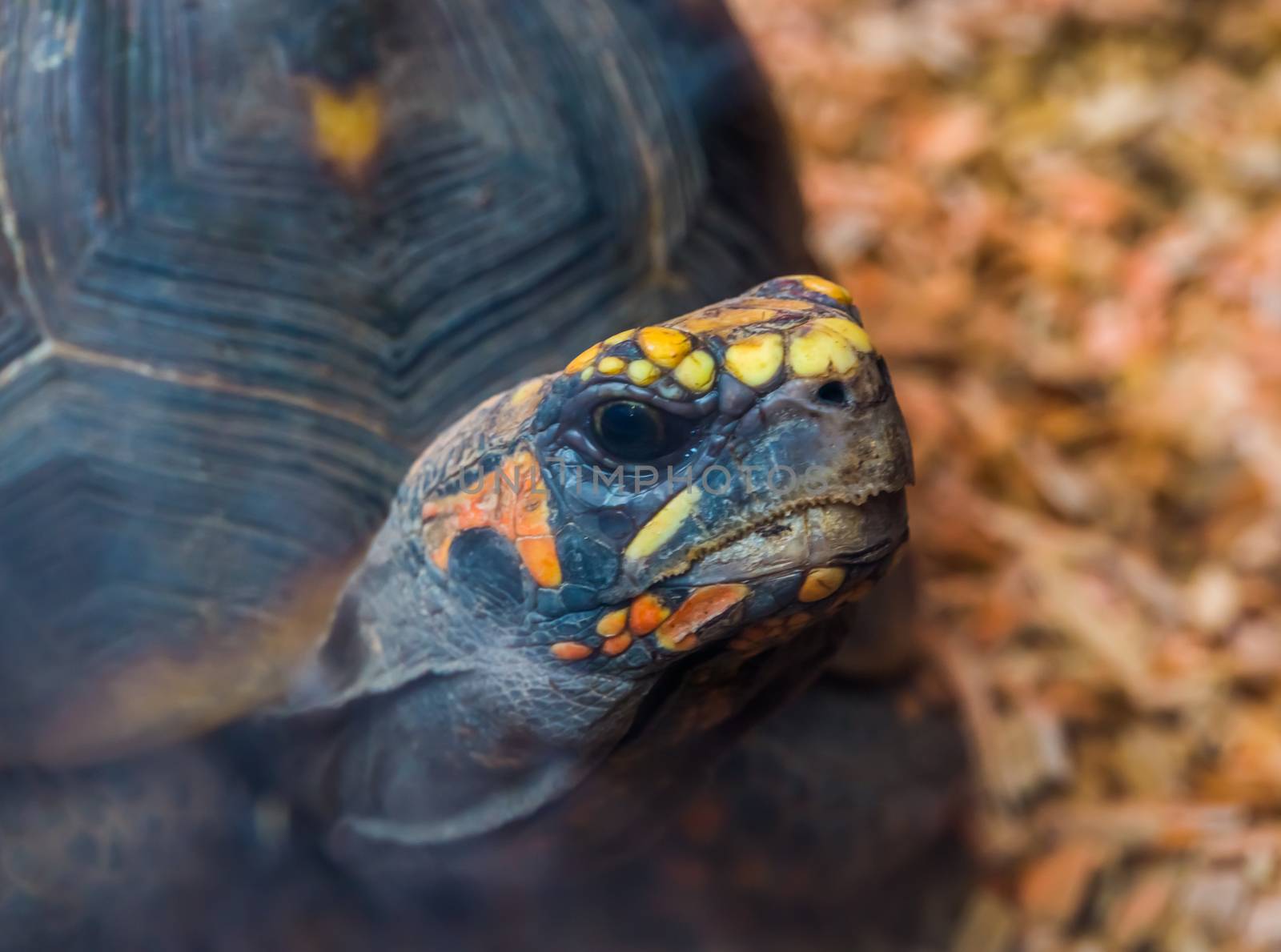 the face of a red footed tortoise in closeup, tropical threatened turtle specie from America by charlottebleijenberg