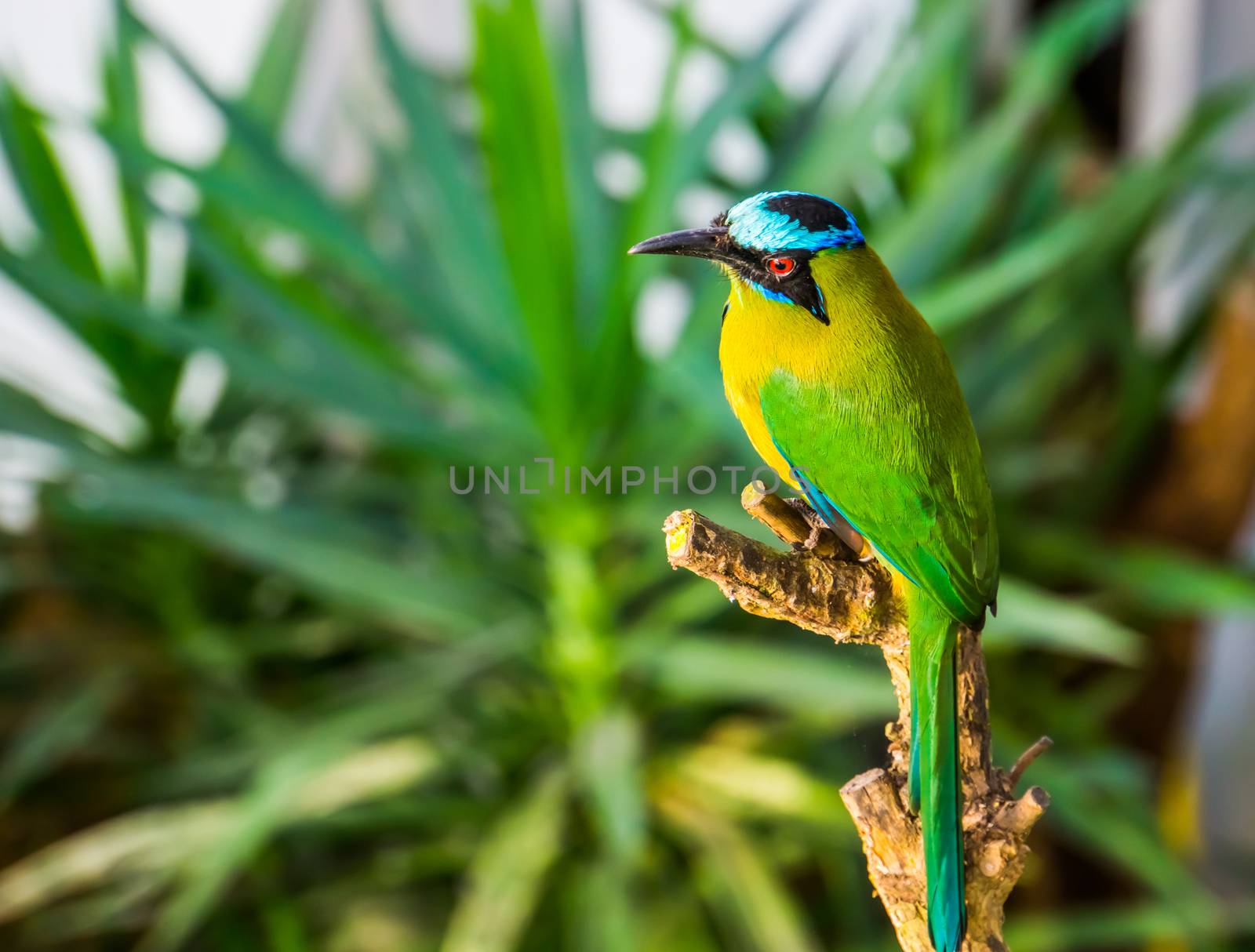 portrait of a blue crowned motmot, colorful tropical bird specie from South America