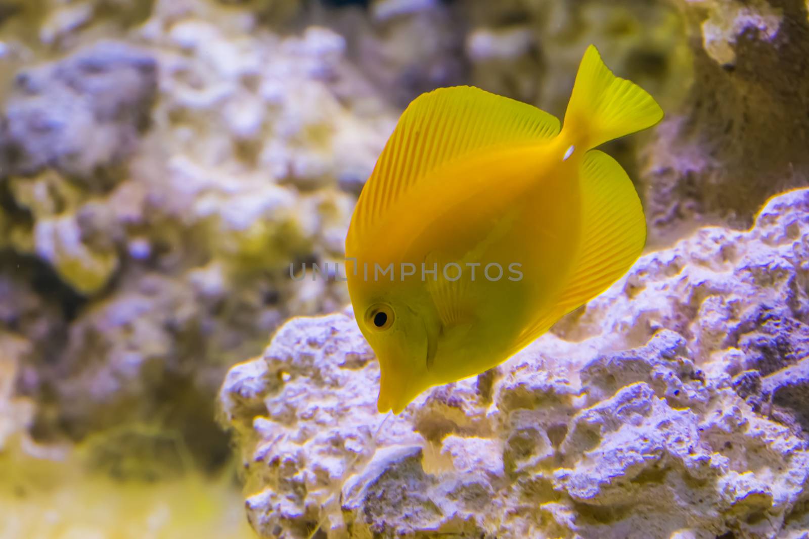 portrait of a yellow tang fish, popular fish in aquaculture, tropical fish specie from hawaii by charlottebleijenberg