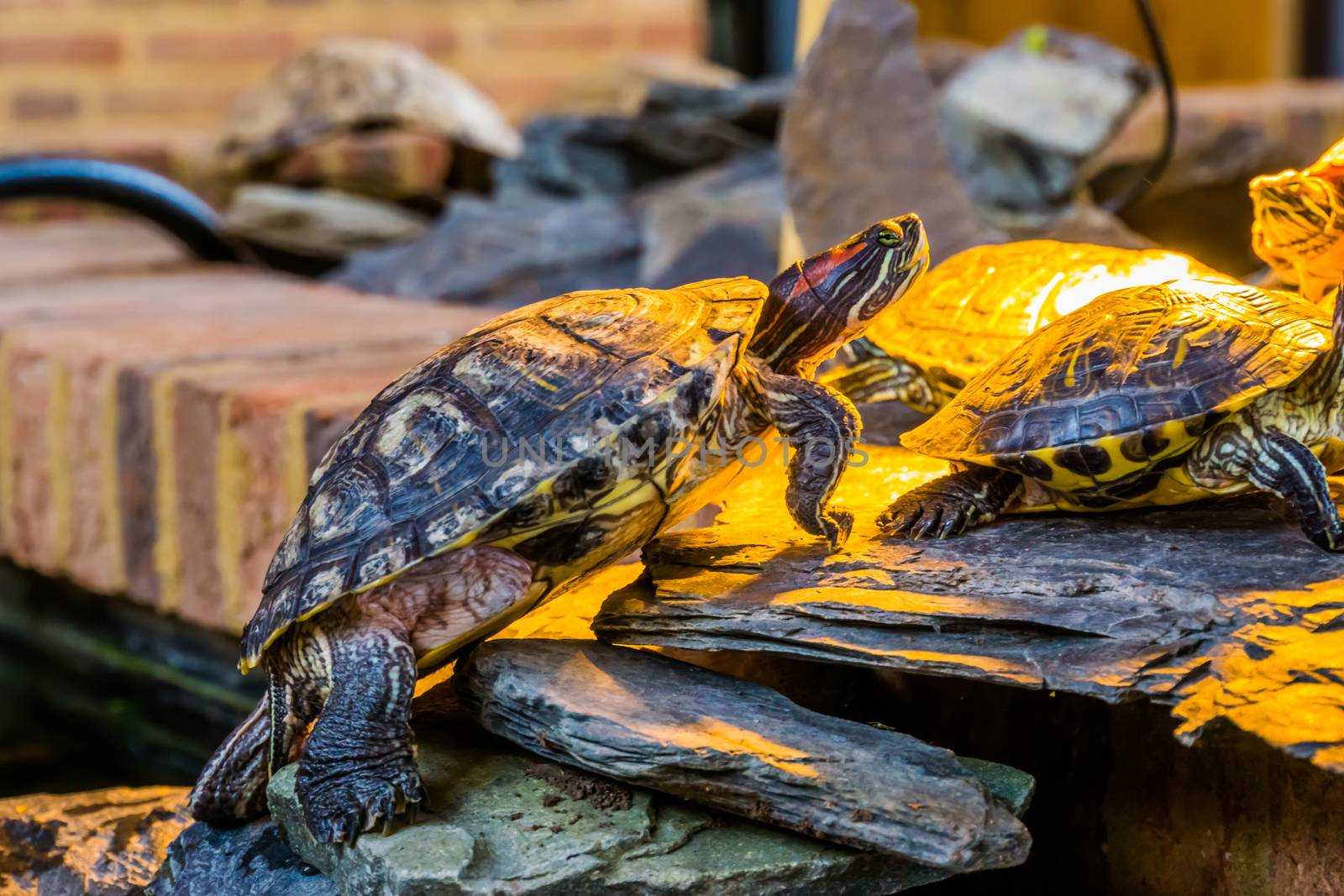 closeup of a red eared slider turtle climbing a shore, tropical reptile specie from America