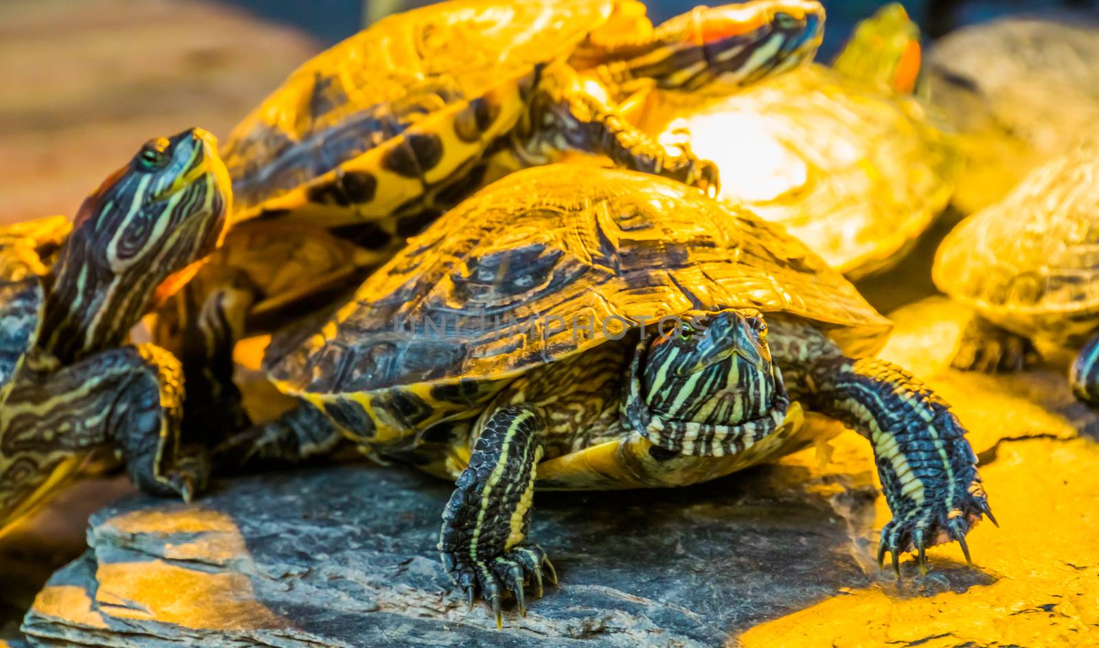 closeup portrait of a red eared slider turtle with other turtles in the background by charlottebleijenberg