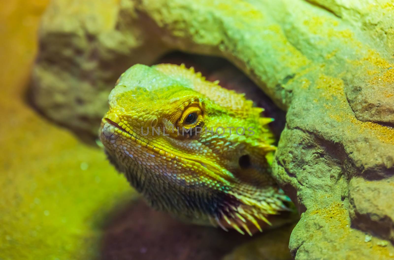 the face of a bearded dragon lizard that is hiding under a rock, tropical reptile specie, popular terrarium pet in herpetoculture by charlottebleijenberg