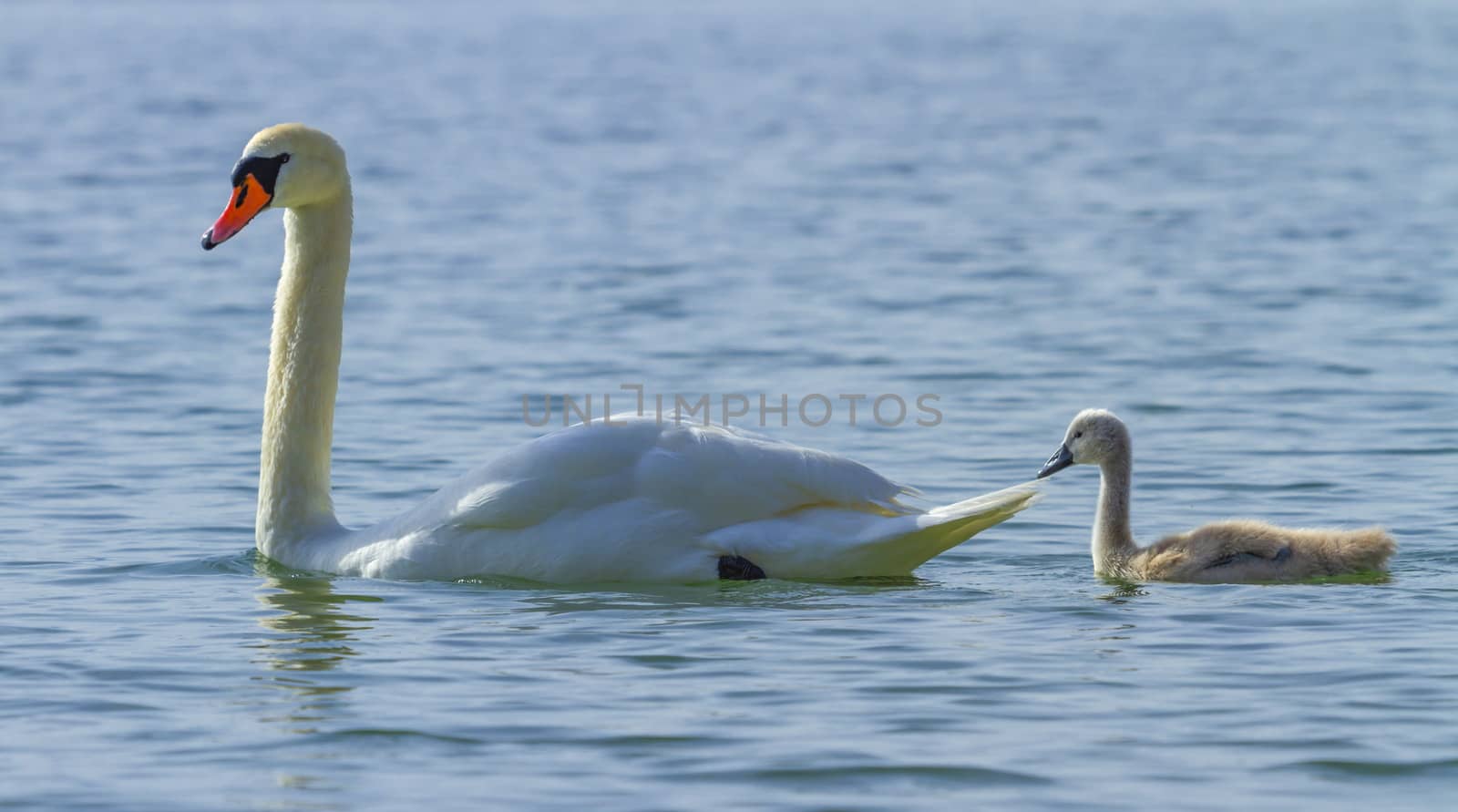 Mute swan and cygnet on the water on lake Leman, Geneva, Switzerland by Elenaphotos21