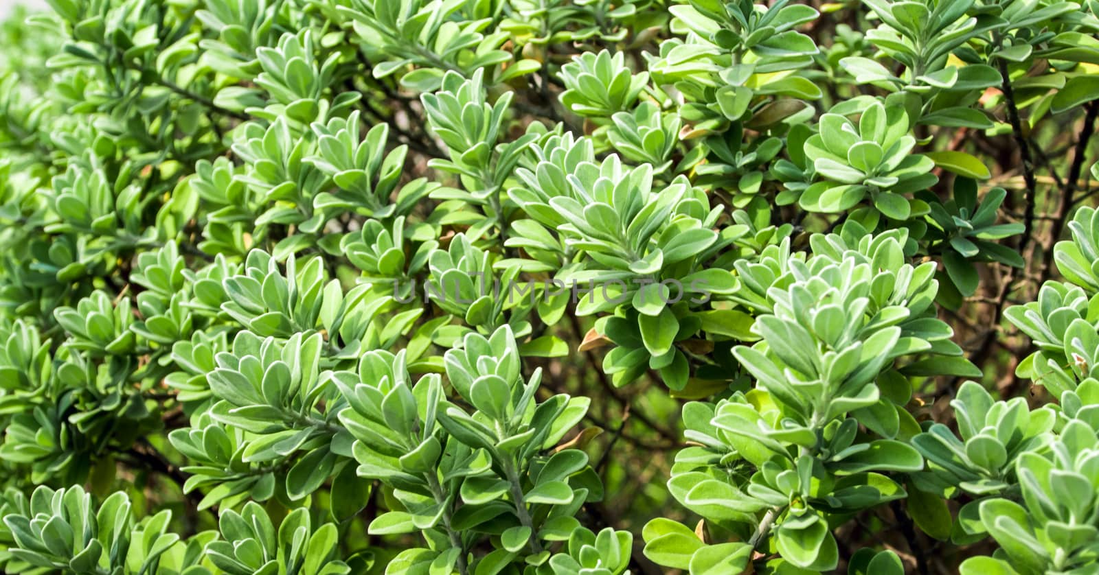 Leaves of plant as green background and plant texture