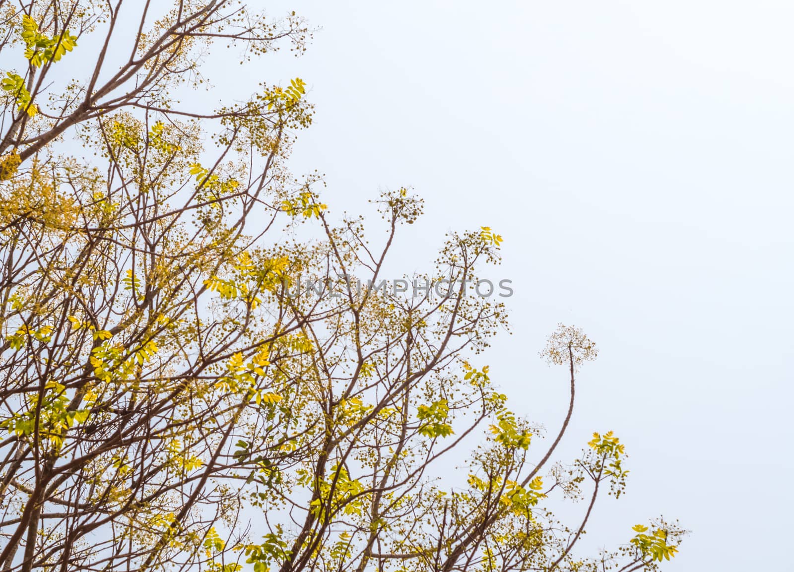 freshness leaves on blue sky and sunlight background