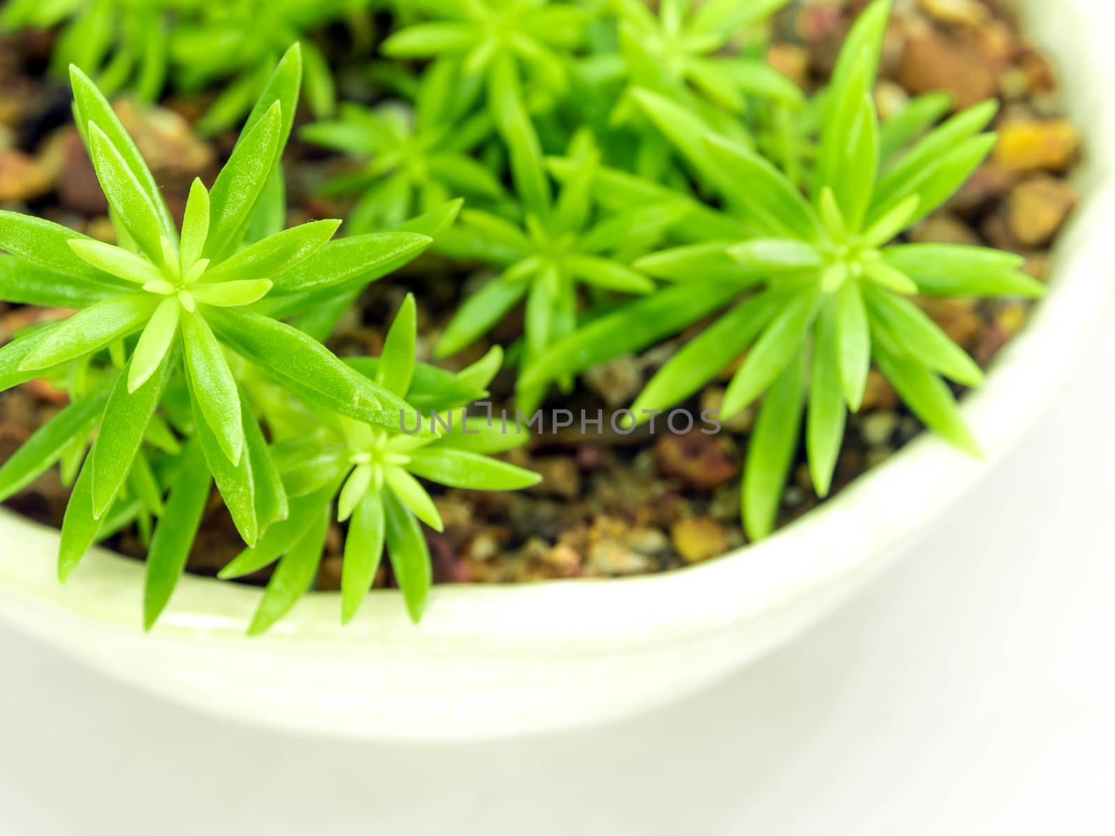 Succulent plant stonecrop, fresh leaves detail of sedum Angelina by Satakorn