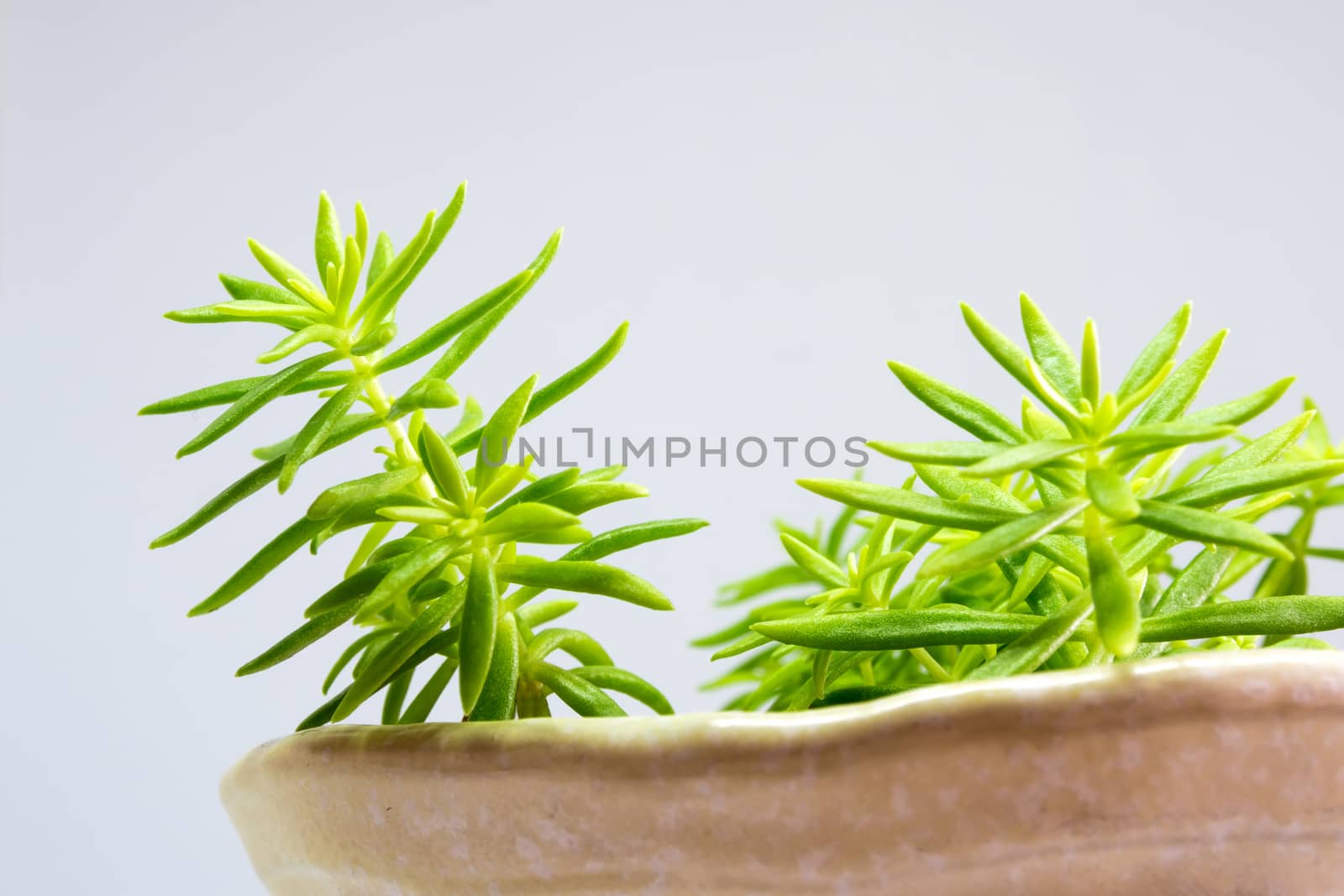 Succulent plant stonecrop, fresh leaves detail of sedum Angelina by Satakorn