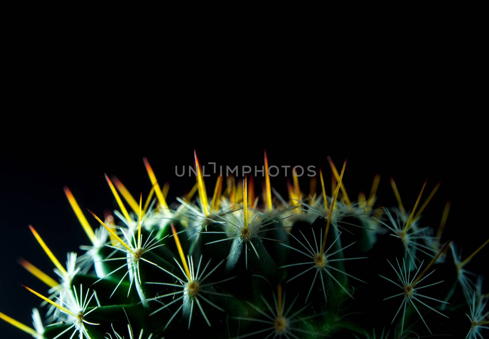 Cactus species Mammillaria isolated on black background