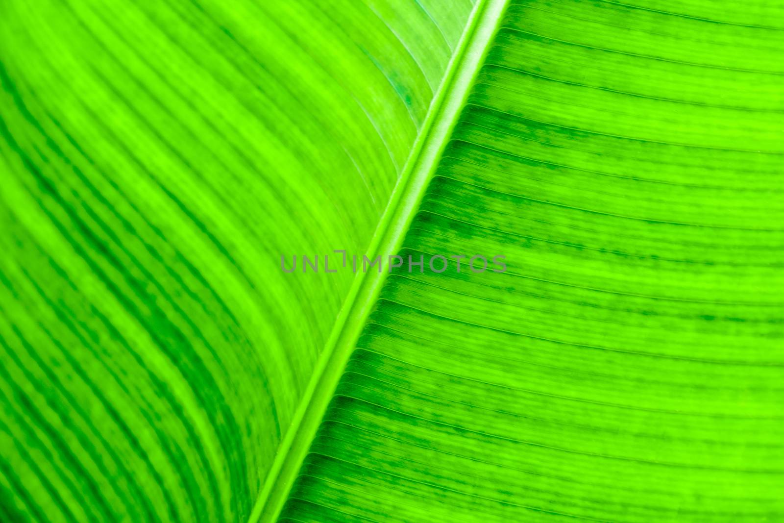 Texture on surface on banana Leaf as background by Satakorn