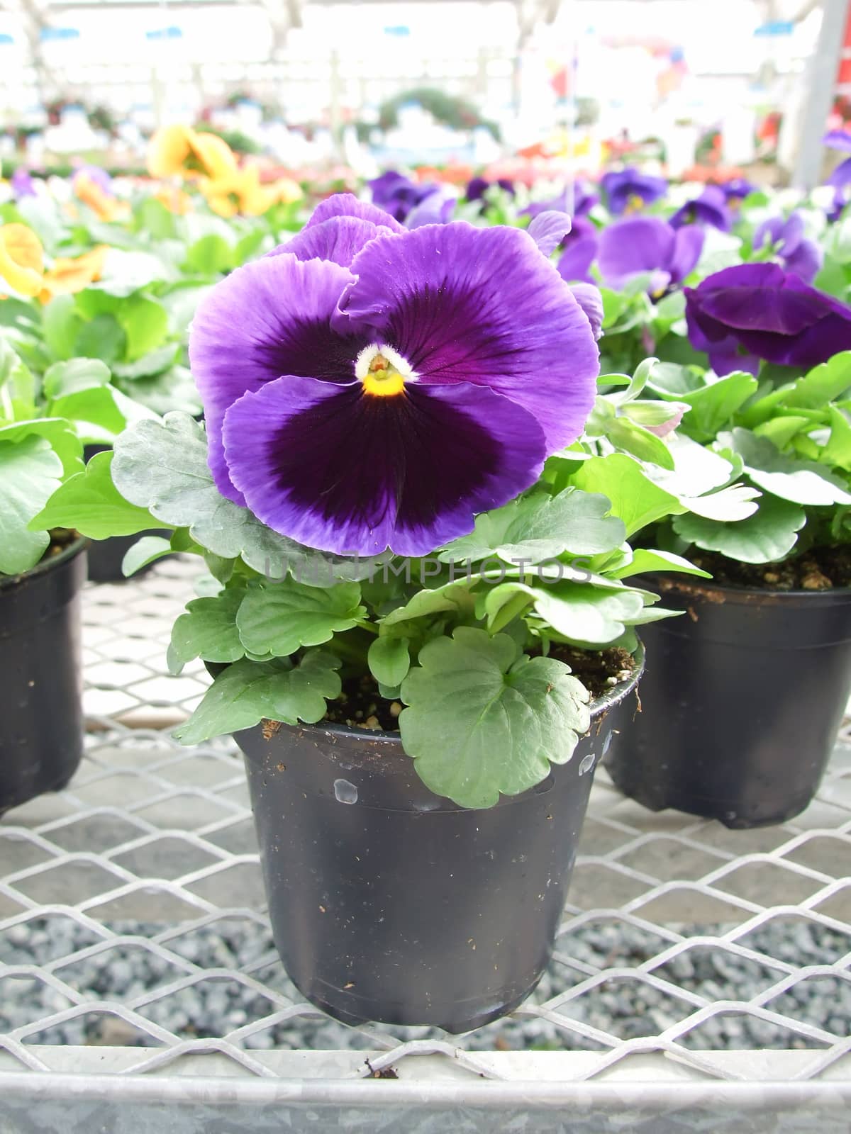 Purple Flower Pansies closeup of colorful pansy flower with yellow center, flower pot plant.